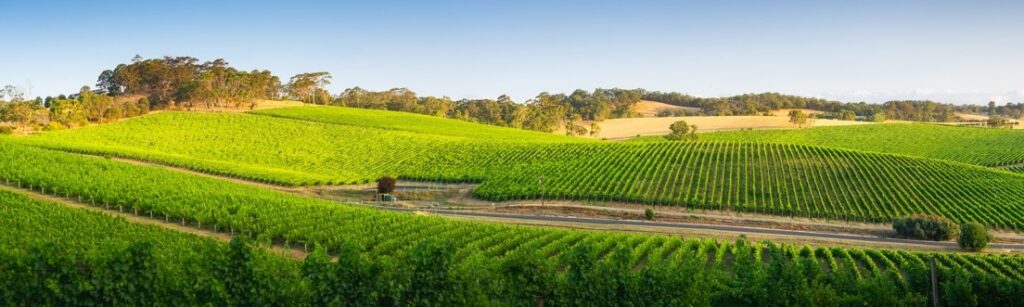 a vineyard